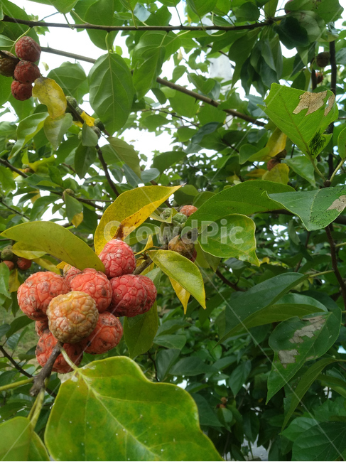 구지뽕,구지뽕나무,구지뽕열매,약용식물,약용열매,과일,열매,fruit
