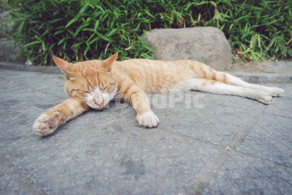 고양이,잠,동물,길냥이,꿈,동물,animal,포유류,mammal,고양이,cat,kitten,kitty
