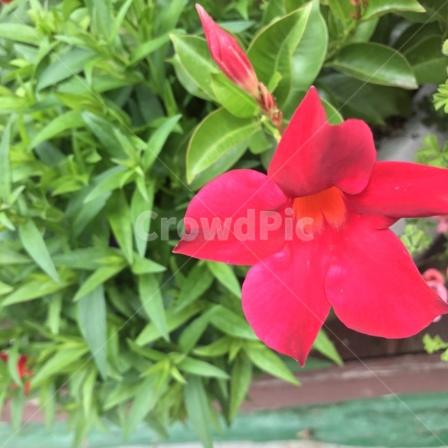 만데빌라,동백자스민,썬더볼,썬데빌라,Mandevilla,RedRridingHood,브라질꽃,협죽도과,열대성초화,천사의나팔소리,덩굴식물,목본성,독성,식물,붉은꽃,꽃,Flower,식물,자연,plants,nature,꽃,flower