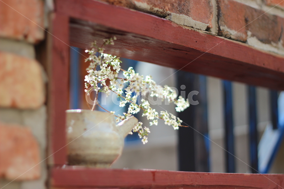 꽃,화분,흰색꽃,창틀,꽃병,식물,자연,plants,nature,꽃,flower,사물,물건,오브젝트,thing,object,matter
