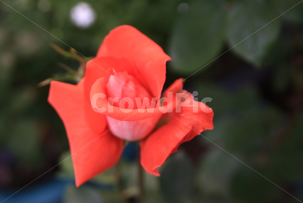 장미축제,장미,꽃,오월,rose,장미향기,공원에핀장미,봄의꽃,봄꽃,장미꽃,봄,계절,spring,season,식물,자연,plants,nature,꽃,flower,plant,blossom