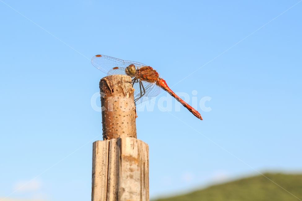잠자리,곤충,나무,풍경,고추잠자리,자연,동물,animal,곤충,벌레,insect,bug