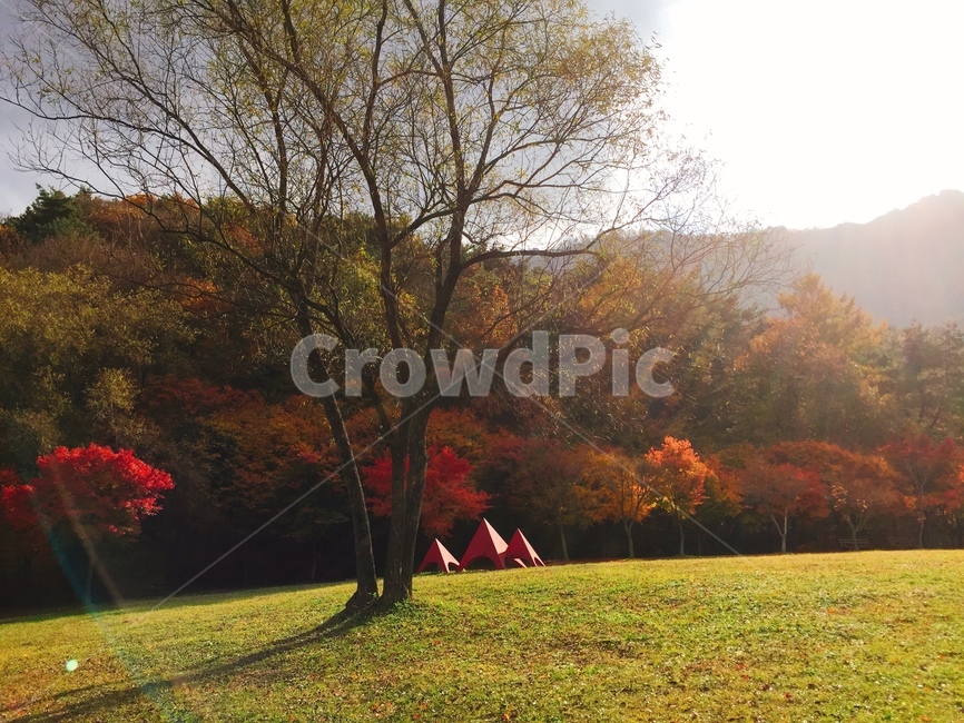 가을나무,한그루,동산,가을동산,내장산공원,가을,계절,fall,autumn,season,tree,나무,plant,식물