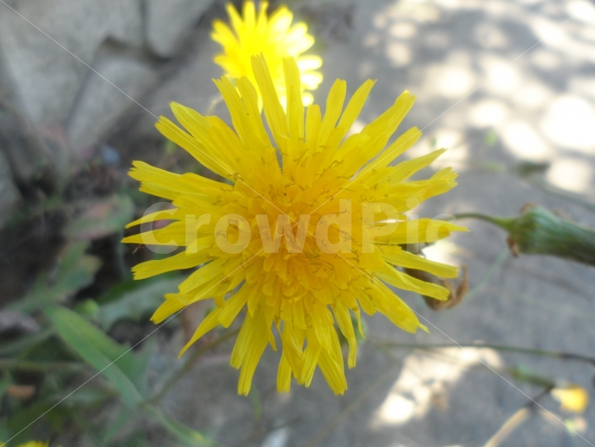 꽃,노랑,길,견딤,가을,식물,자연,plants,nature,꽃,flower