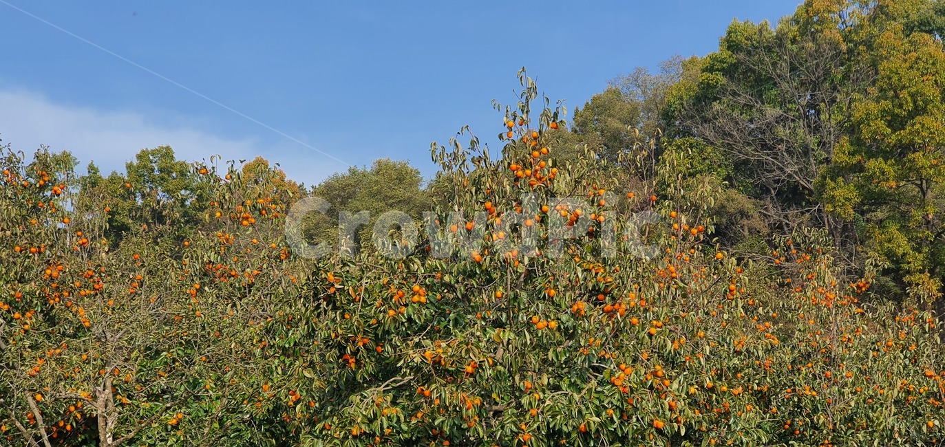 자연,가을,감,산,대봉,과일,열매,fruit