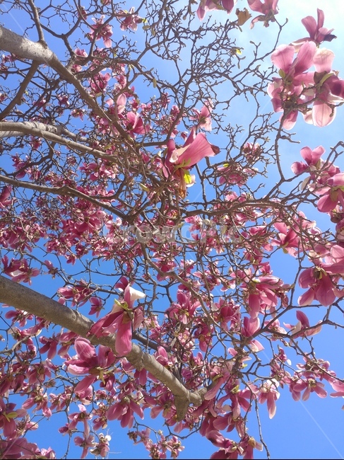 식물,blossom,꽃,flower,나들이,봄,계절,spring,season