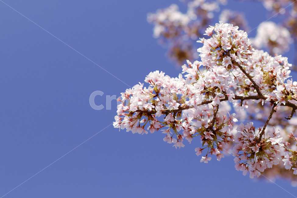 벚꽃,Cherryblossom,꽃,풍경,하늘,sky,landscape,Pink,나무,꽃나무,tree,flower,blue,봄,계절,spring,season,식물,자연,plants,nature,꽃,flower,plant