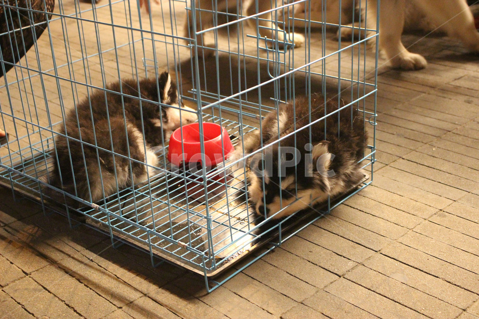 강아지,pet,철장,새끼개,dog,sleeping,동물,animal,포유류,mammal,개,강아지,dog,doggy