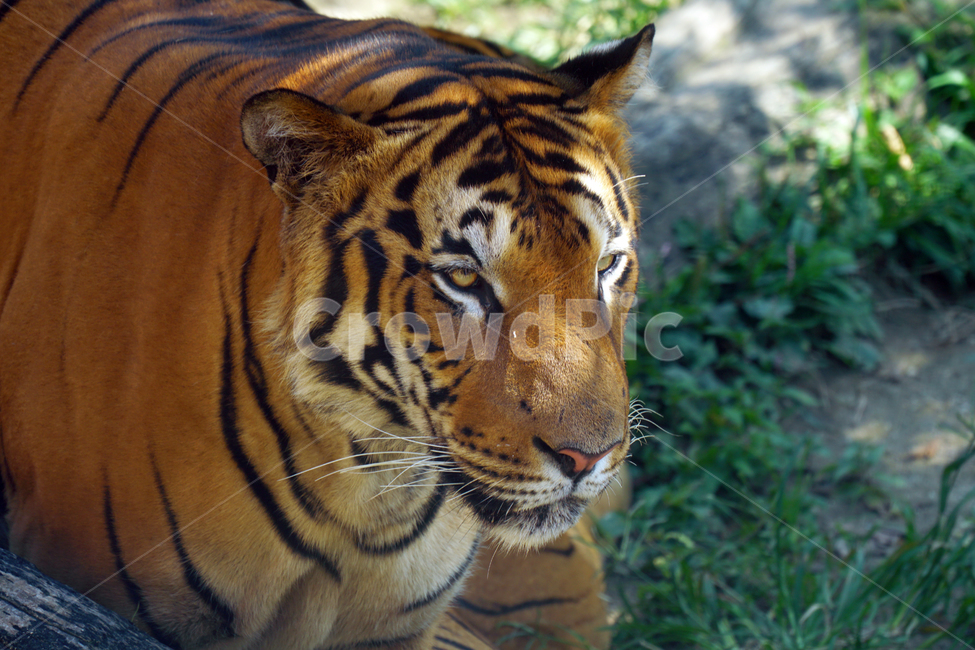 호랑이,벵갈호랑이,타이거,tiger,동물,포유류,animal,고양이과,자연,nature,육식동물,무섭다,무서운,맹수,얼굴,짐승,beast,savage,mammal,동물,animal,포유류,mammal