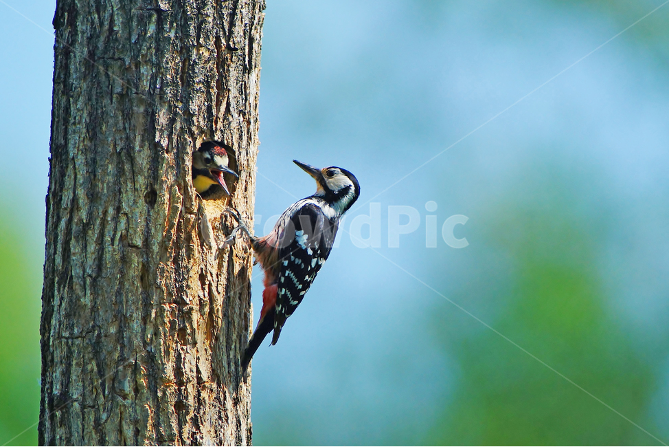 오색딱다구리,조류,육추,둥지,새,동물,animal,조류,새,birds
