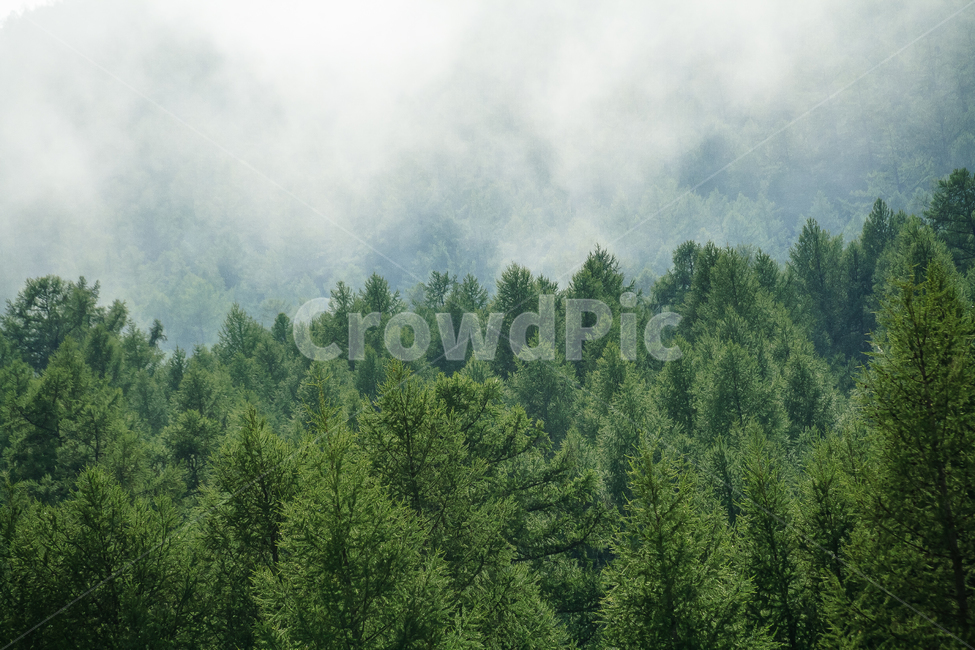 초원,몽고,하늘,구름,언덕,평원,목장,몽골리아,자연,풍경,nature,landscape,tree,나무,plant,식물,fir,전나무