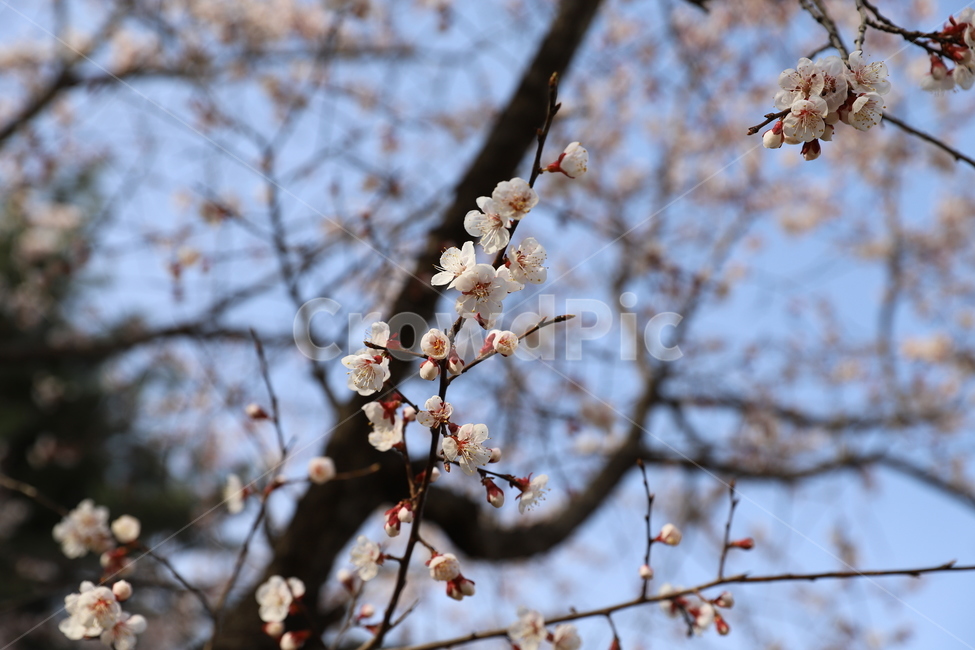 tree,나무,cherryblossom,벗꽃,봄,spring,blossom,꽃,flower,plant,식물