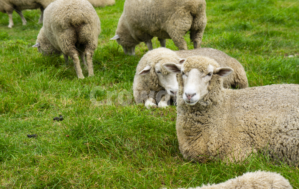 양,양떼목장,sheep,강원도,대관령,풀,목장,동물,animal,포유류,mammal,목축업,목장,livestock farming,ranching,pasture