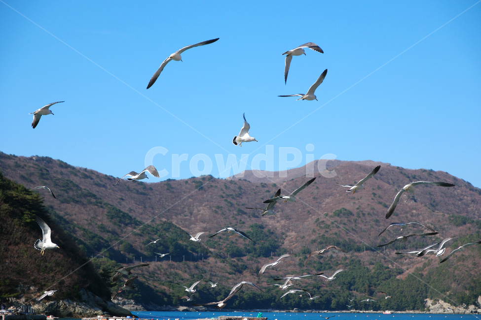 새,갈매기,바다,항구,섬,하늘,동물,animal,조류,새,birds