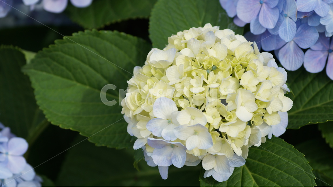 수국,수국꽃,꽃,꽃사진,식물,식물,자연,plants,nature,꽃,flower