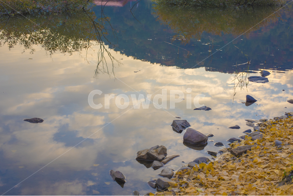 반연,은행나무,저수지,하늘,풍경,가을,계절,fall,autumn,season,자연,풍경,nature,landscape,water,물,outdoors,옥외