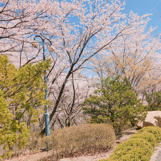 나무,벚꽃,분홍,하늘,봄