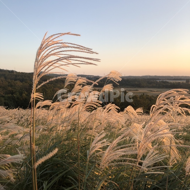 갈대,억새,식물,reed,가을,가을,계절,fall,autumn,season,plant,grass,잔디,lawn