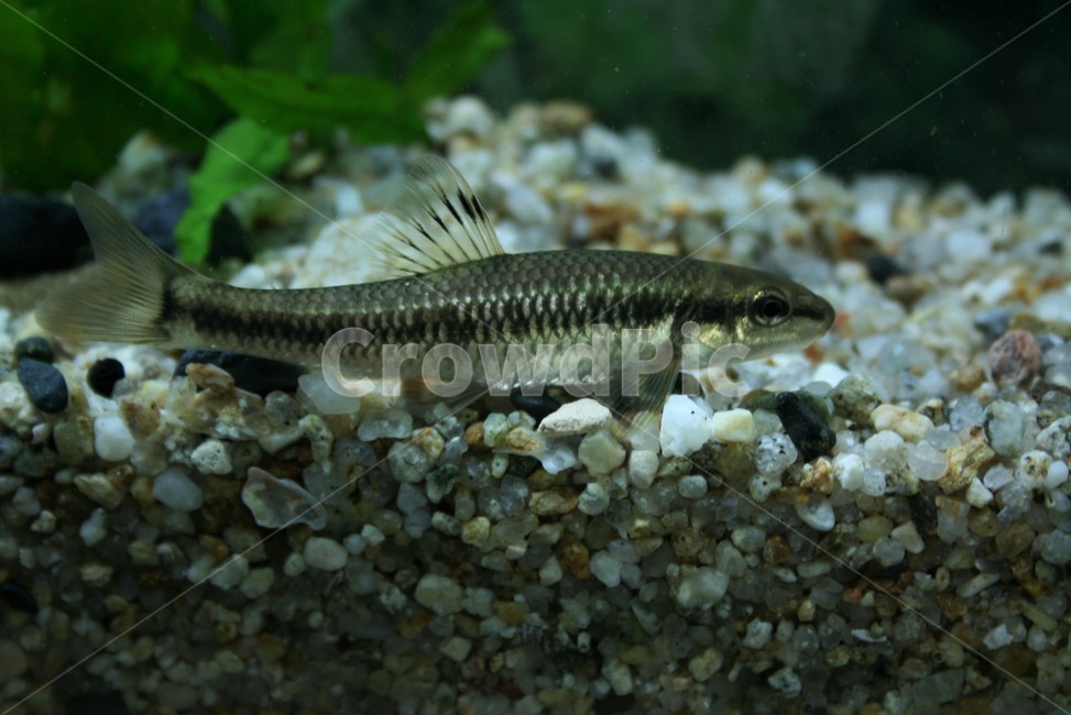 Sammy,Sand radish family,nature,Imjin River,fifty thousand,freshwater fish,aquatic animals,Han River