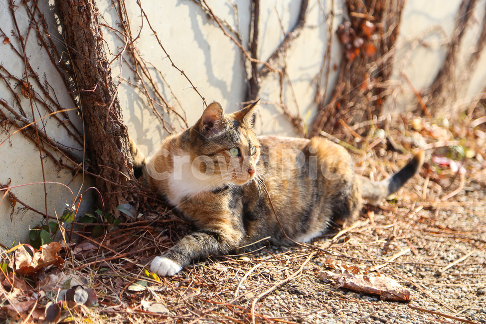 고양이,길고양이,동물,포유류,반려동물,cat,animal,mammal,kitten,kitty,애완동물,동물,animal,포유류,mammal,고양이,cat,kitten,kitty