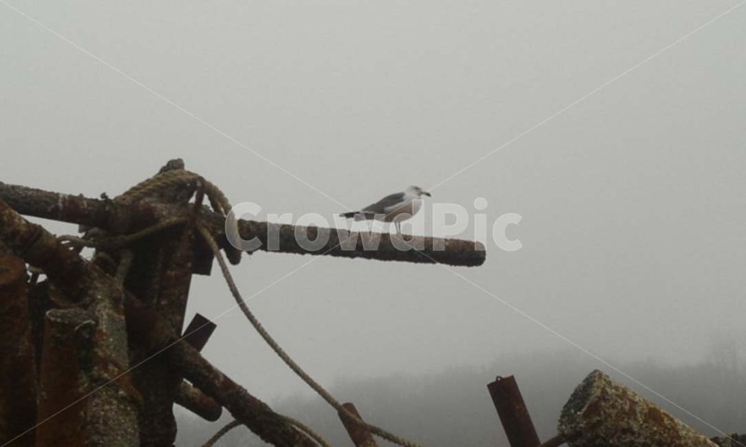 animal,동물,bird,새,외로움,동물,animal,조류,새,birds