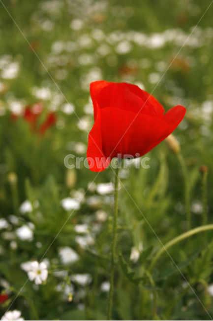양귀비,개양귀비,식물,flower,plants,nature,꽃,꽃봉오리,꽃밭,식물,자연,plants,nature,꽃,flower