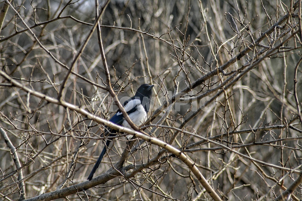 까치,전봇대,까마귀,새,나뭇가지,동물,animal,조류,새,birds
