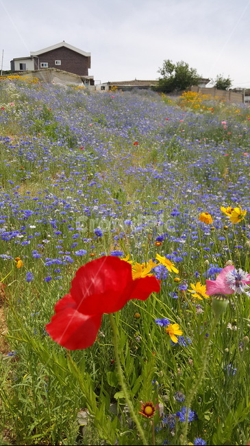 양귀비,언덕,grassland,자연,nature,outdoors,봄꽃,보라,꽃밭