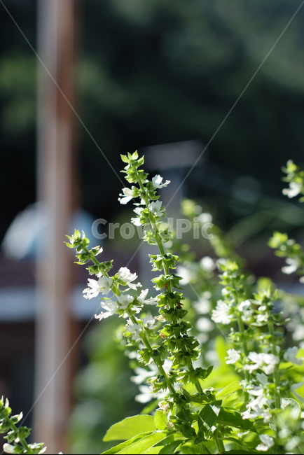 허브,타임,타임꽃,허브꽃,여름,식물,자연,plants,nature