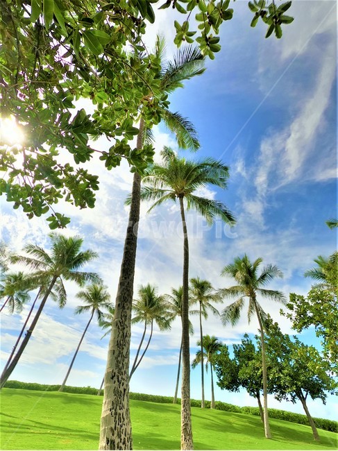 트로피컬,야자수,island,tropical,coconuttree,트로피칼,여름,계절,summer,season,자연,풍경,nature,landscape,식물,plants,나무,trees,wood