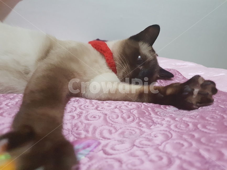 고양이,샴,반려동물,cat,동물,고냥이,샤미,샤미즈,animal