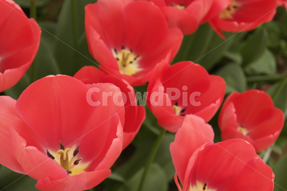 꽃,자연,식물,접사,튤립,꽃봉오리,flower,nature,향기,분홍,빨강,붉은,tulip,tulipagesneriana,백합목,구근초,식물,자연,plants,nature,꽃,flower