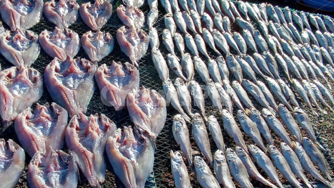 조기,반건조생선,어류,바다생선,음식,수산물,해산물,fishery products,seafood