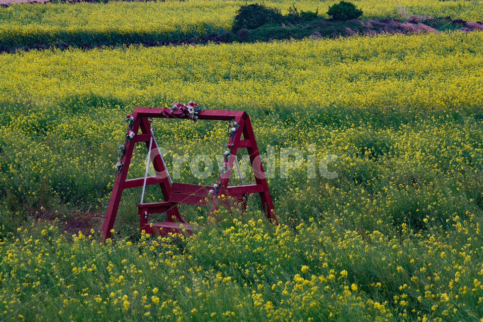 그네,제주도,우도,꽃,꽃밭,자연,풍경,nature,landscape,outdoors,옥외,grassland,목초지,field,들,farm,농장,rural,농촌,meadow
