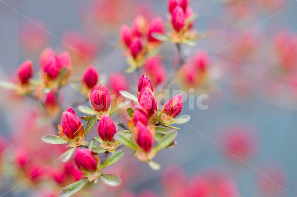 plant,식물,봄,꽃,꽃봉우리,꽃망울,빨강,빨간,빨간꽃,붉은꽃,나무,식물,자연,plants,nature,꽃,flower