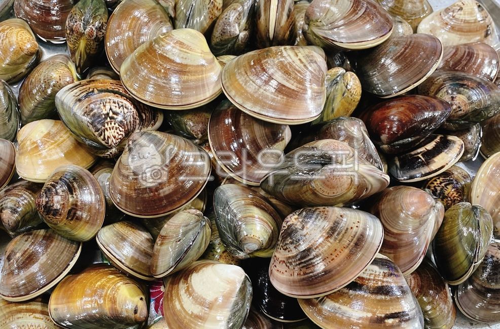 백합,백합조개,백상합,음식,조개,food,seashell