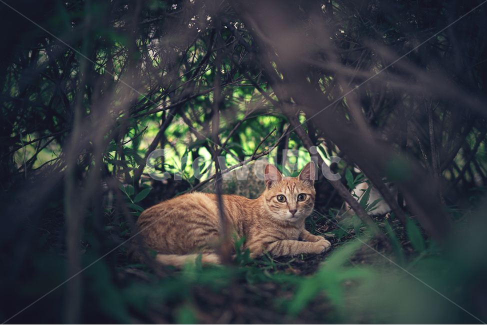 고양이,동물,야생,길고양이,야생동물,숲,덩굴,줄무늬,패턴,저녁,환상적인,cat,animal,wild,forest,bush,stripe,pattern,evening,fantastic,동물,animal,포유류,mammal,고양이,cat,kitten,kitty