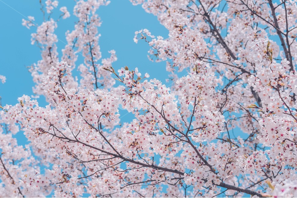 봄,벚꽃,하늘,자연,감성,봄,계절,spring,season,식물,자연,plants,nature,꽃,flower,감성,sensible,feeling,색깔,색상,색채,색감,color sense,color sensitivity,feeling of color,plant,blossom