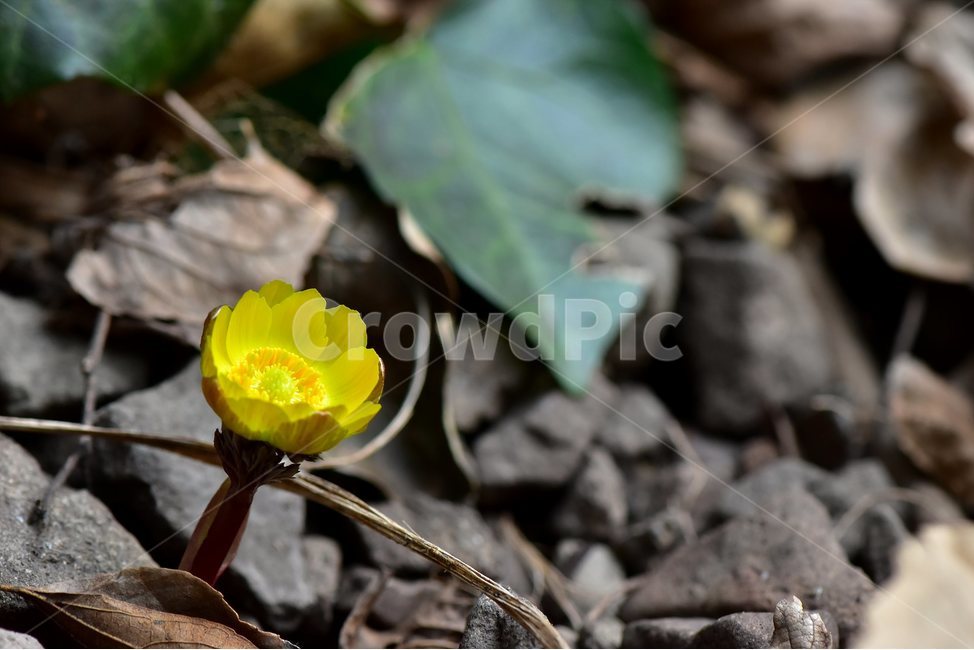 Sunbok aster,hellebore,yellow,astral zinnia,spring,healing,ecology,plants,grass,season,February,flowers,seasons,Flower,nature,tree,woody,flower,herbaceous,2018,wildflowers,mountain flowers,emotion,background,busan,wild flowers,Bokboksae,wild,Ice bird flow