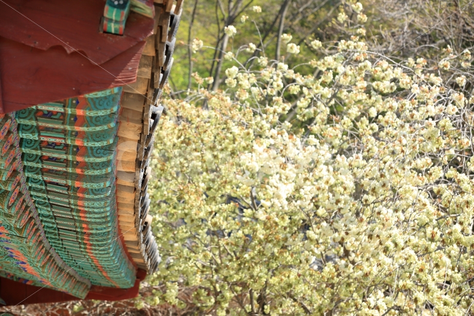 사찰,풍경,주말,배경,사진,포토,구조,감성,느낌,자연,풍경,nature,landscape,봄,계절,spring,season,건축물,건물외관,exterior,building,structure,architecture,construction,한국전통,한국문화,korean traditional,korean culture