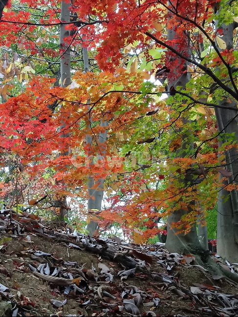단풍,단풍잎,단풍나무,가을,leaf,잎,plant,식물,tree,나무,계절,fallautumnseason,outdoors,옥외,자연풍경,naturelandscape,낙엽,가을,계절,fall,autumn,season,식물,자연,plants,nature,maple