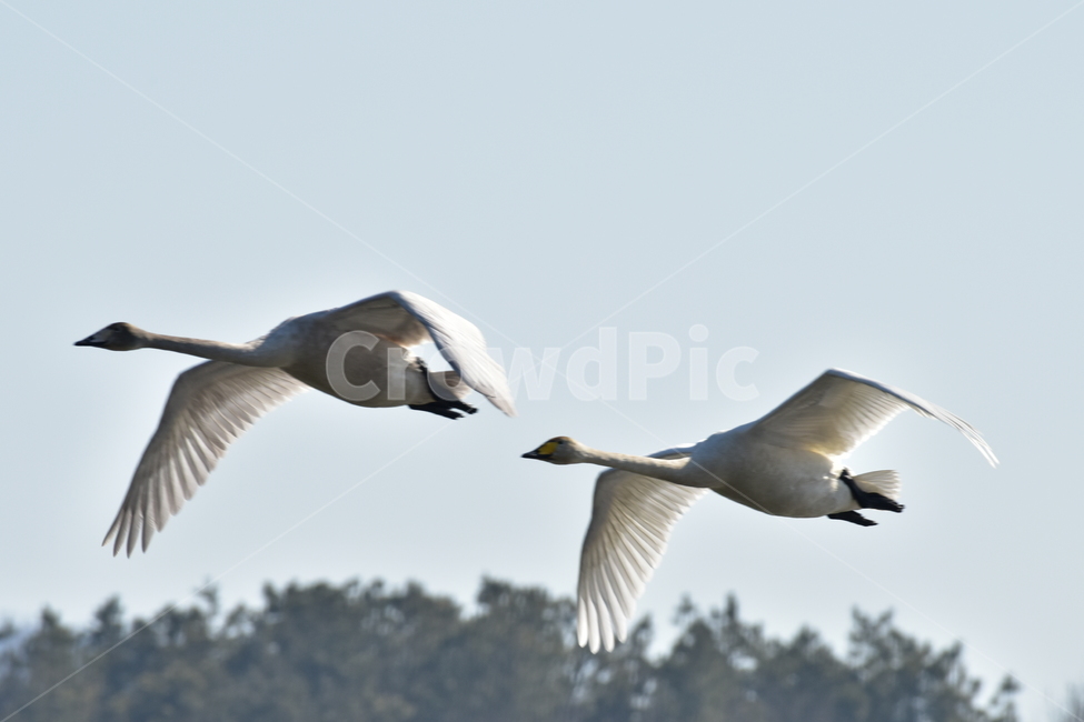 고니,tundraswan,겨울철새,보호새,야생조류,백조,swan,대형물새,오리과,천아,큰고니,동물,animal,조류,새,birds