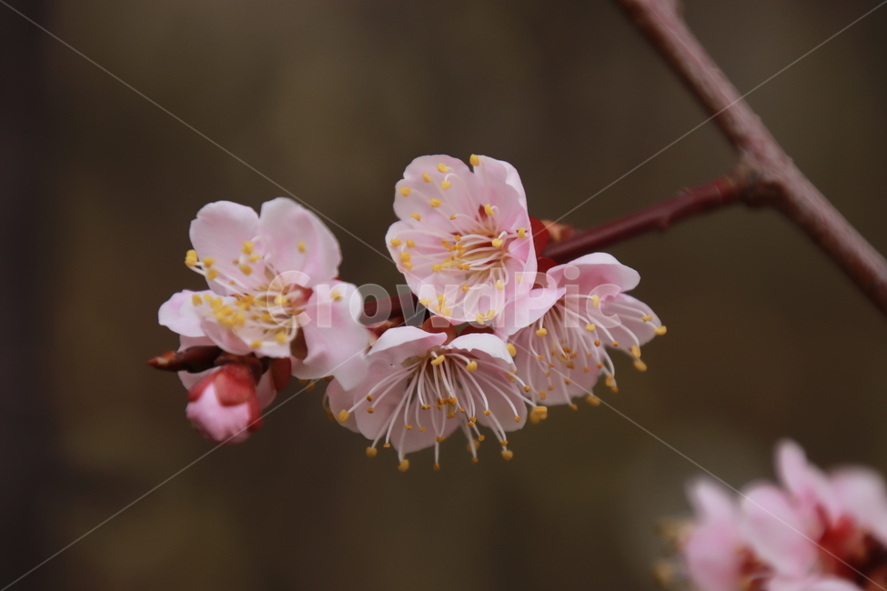 식물,꽃나무,봄,살구꽃,분홍색,봄,계절,spring,season,식물,자연,plants,nature,꽃,flower,plant