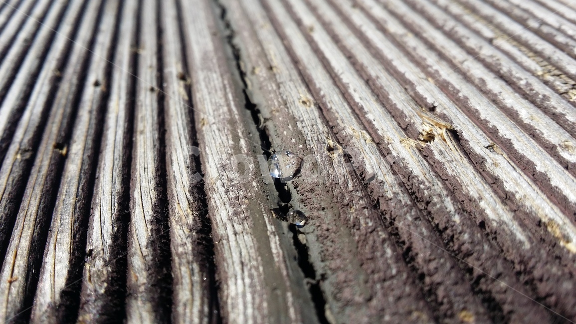 나무,wood,물방울,물,트리