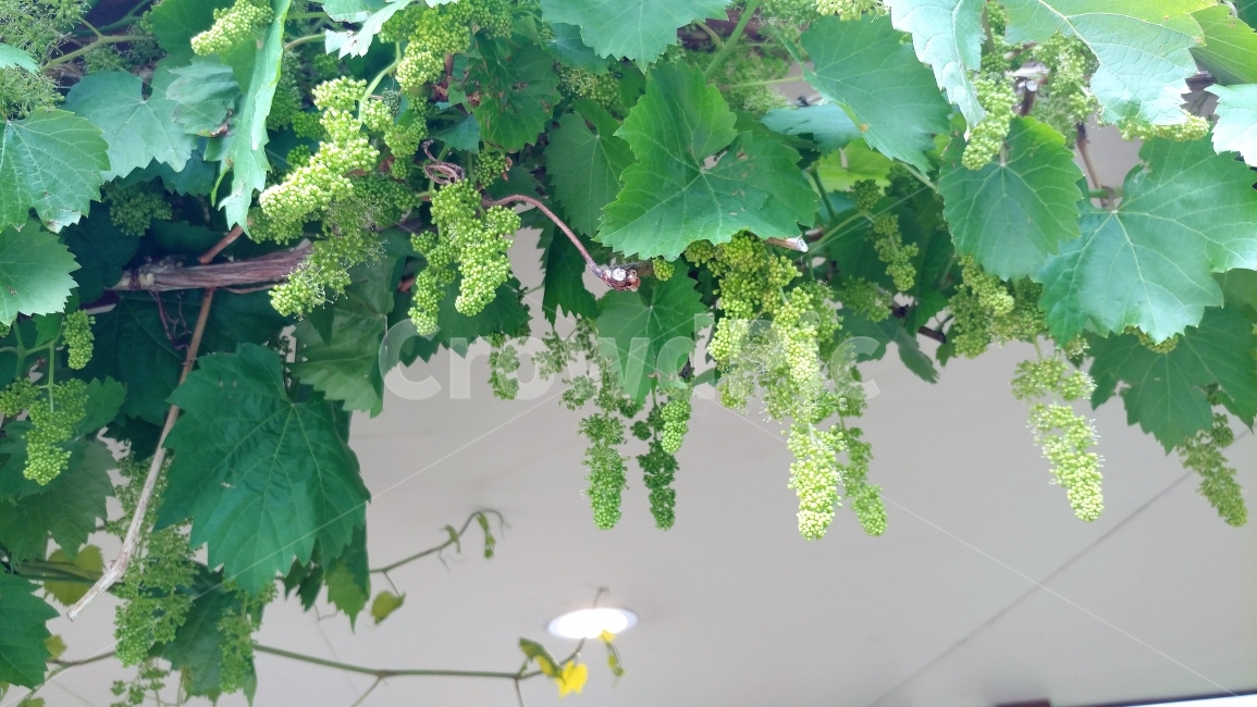 식물,포도나무,포도가열릴무렵,봄,연두,초록,grape,grapevine,spring,green,식물,자연,plants,nature