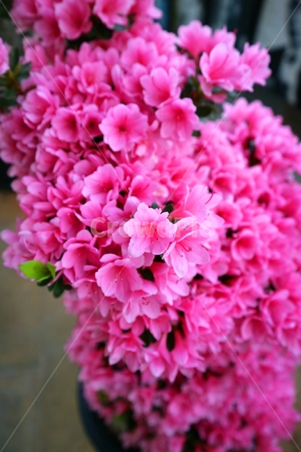 철쭉,제철,flower,plant,식물,blossom,꽃,geranium,진분홍