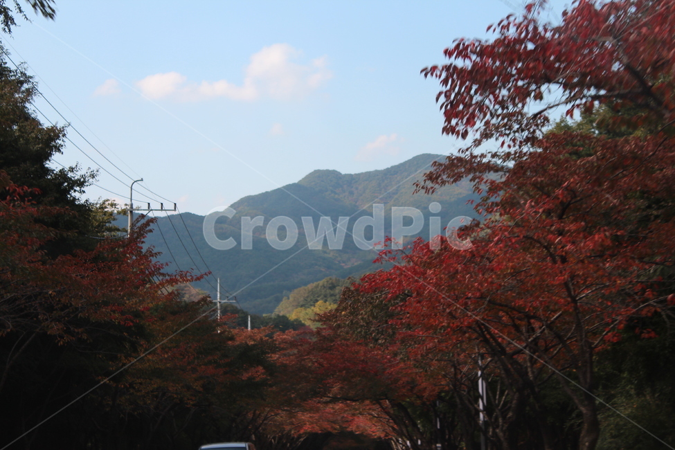 단풍나무,가을풍경,자연,빨강,나무,가을,계절,fall,autumn,season,자연,풍경,nature,landscape,tree,plant,식물