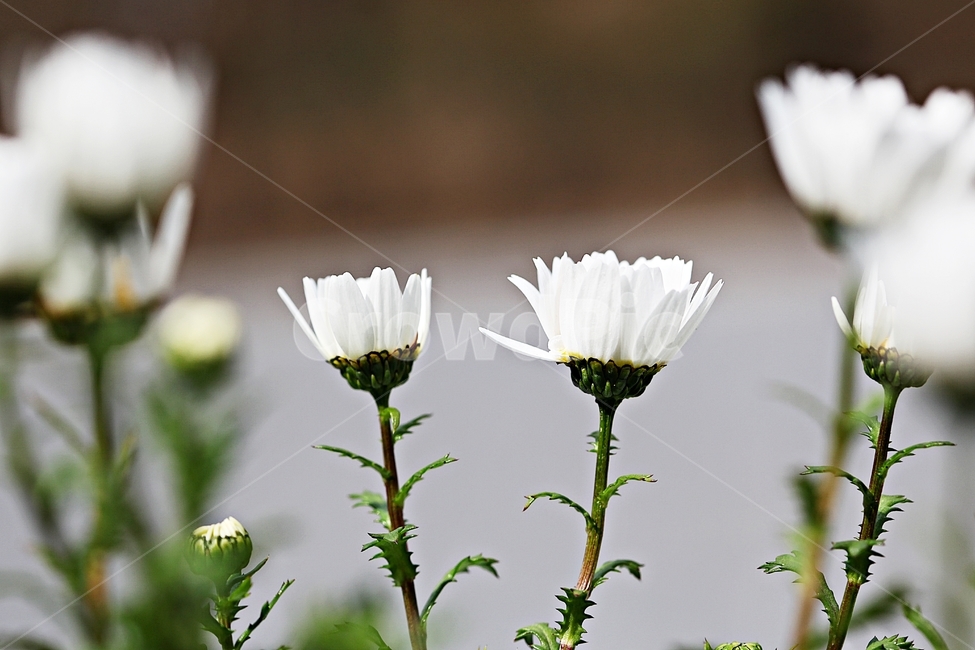 꽃,식물,공원,자연,배경,식물,자연,plants,nature,꽃,flower