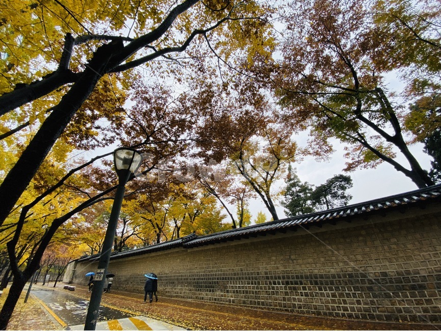 나무,tree,낙엽,덕수궁,덕수궁돌담길,돌담,가을,계절,fall,autumn,season