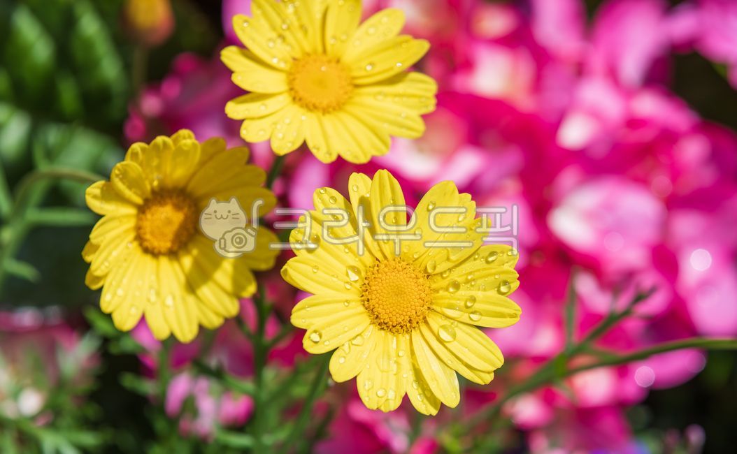 봄,목마가렛,마리거트,노란색,꽃잎,투명한,물방울,꽃,수술,초록색,줄기,잎,국화과,마리거트속,다년생식물,여러해살이풀,식물,자연,야외,따뜻한,햇살,원예,원예품종,꽃밭,화단,argyranthemumfrutescens,marguerite,margueritedaisy,parisdaisy,yellow,petal,flower,transparent,waterdroplets,waterdrop,water,leaf,astergenus,perennialplant,plant,sunlight,spring,flowers,green,stems,leaves,asteraceae,perennials,plants,nature,outdoor,warm,sunshine,gardening,flowergarden,flowerbed